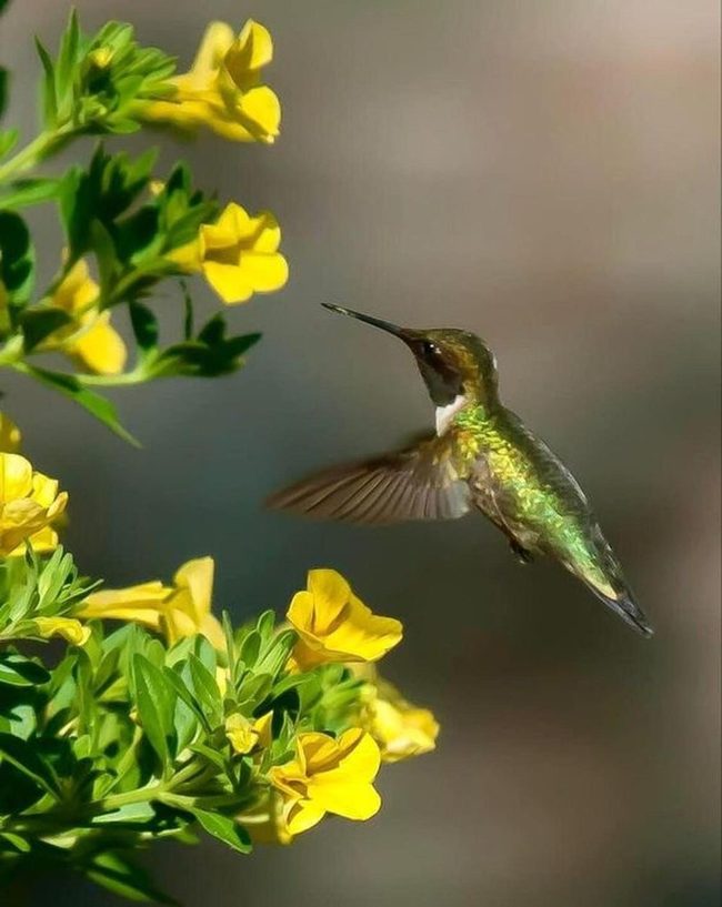 Emerald Wings In Infinite Hover
