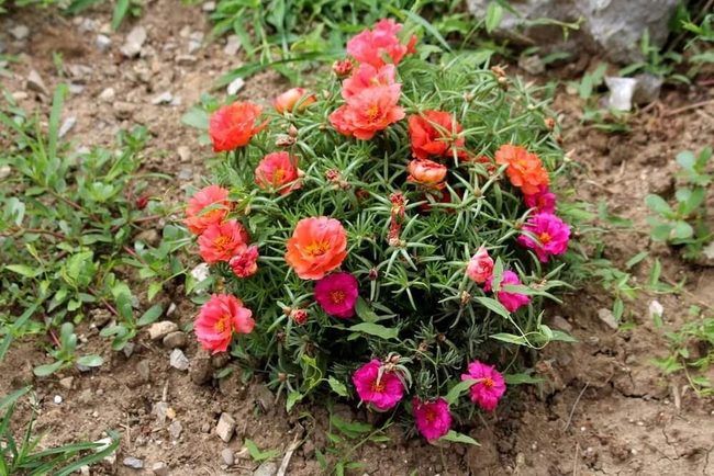Multicolored Petals, Zero Effort