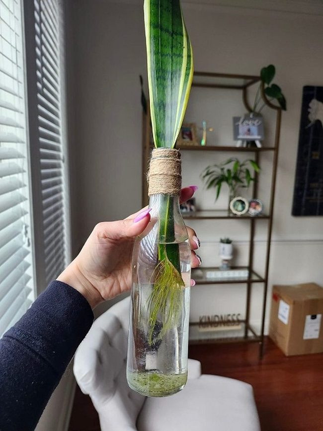 Green Plants In Glass Bottles