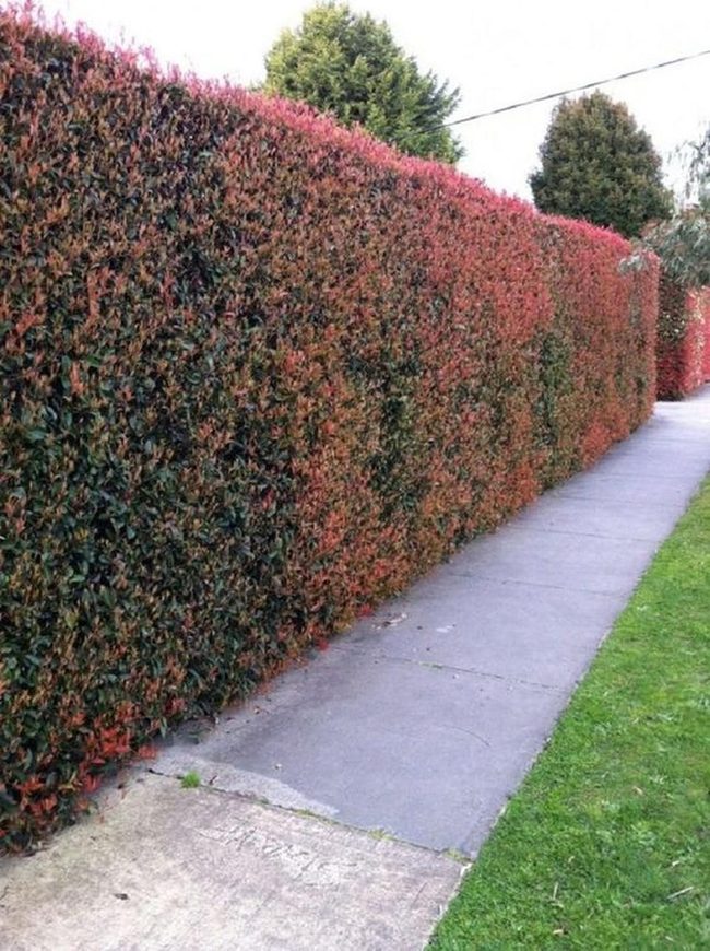 Autumn Leaves Frame Gray Path
