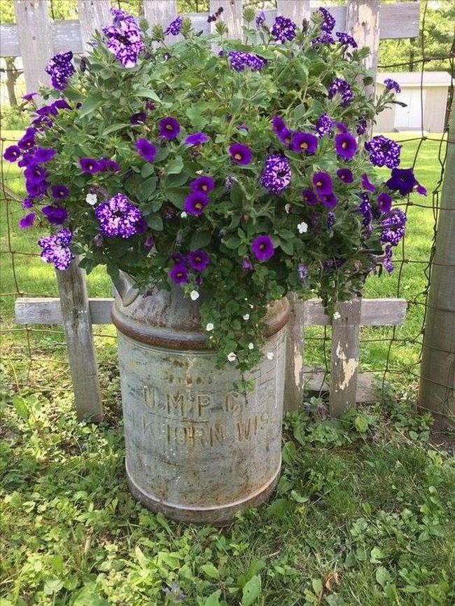 Weathered Milk Barrels With Cascading Flowers