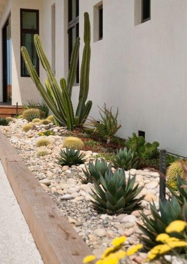 Yellow Blooms Among Green Succulents