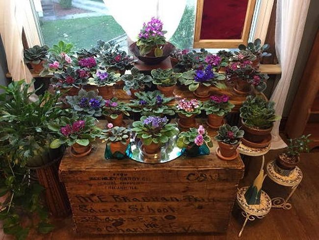 Purple Clusters On Vintage Wood