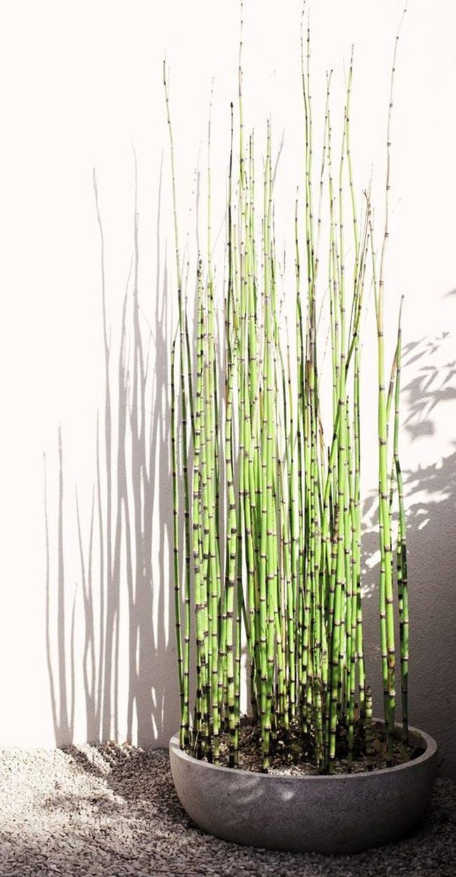 Green Stalks Cast Dramatic Shadows