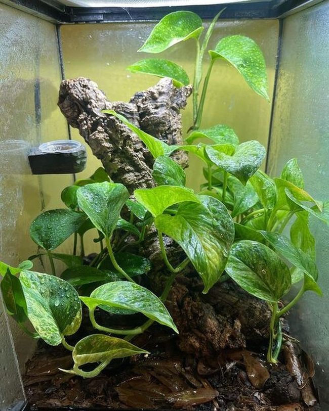 Green Roots Filtering Fish Water