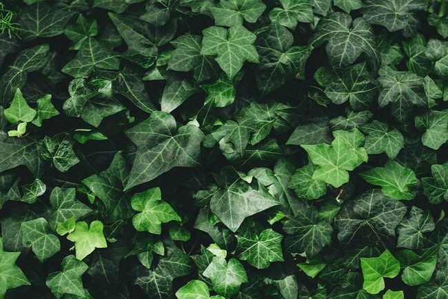 Cream And Green Ivy Climbing