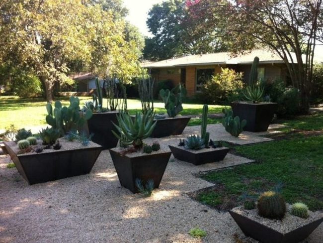 Desert Jewels In Raised Beds
