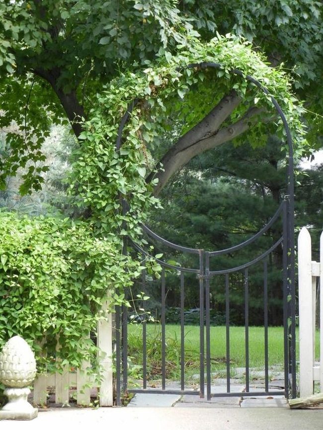 Green Vines Frame Peaceful Garden Path