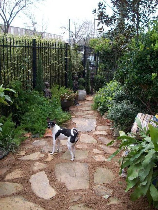 Safe Green Path For Dogs