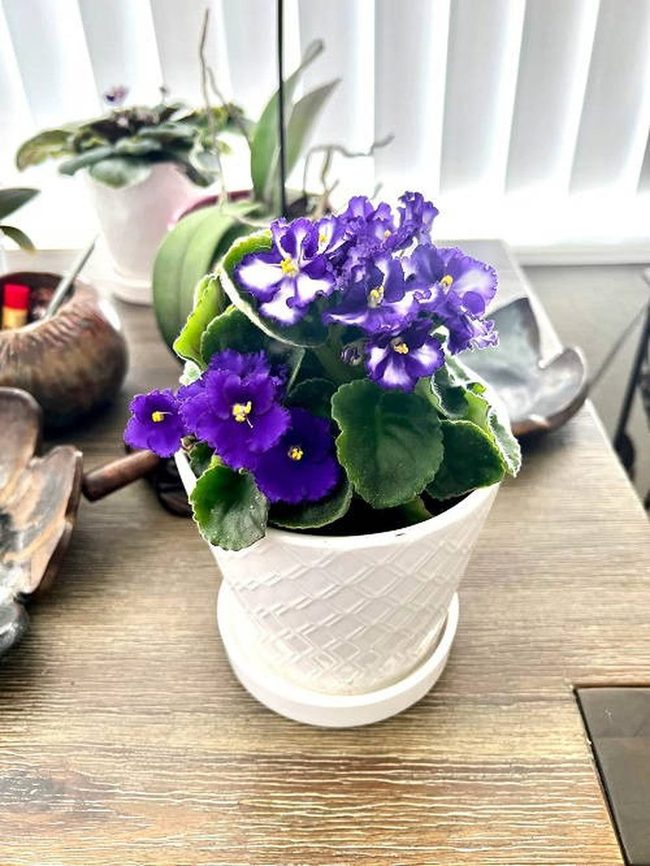 Purple Petite Blooms For Dining