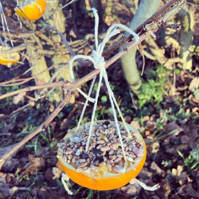 Orange Peel Bird Feeders