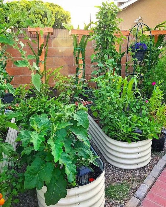 Green Abundance In Containers