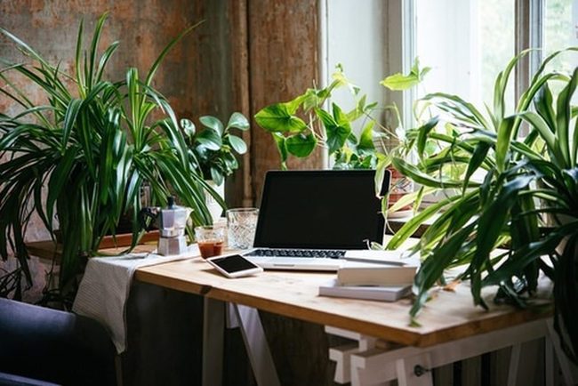 Green Workspace With Flourishing Plants