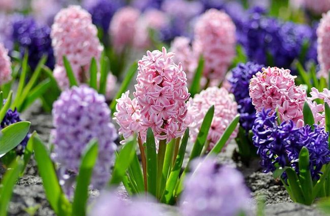 Blue And Purple Spring Fragrance