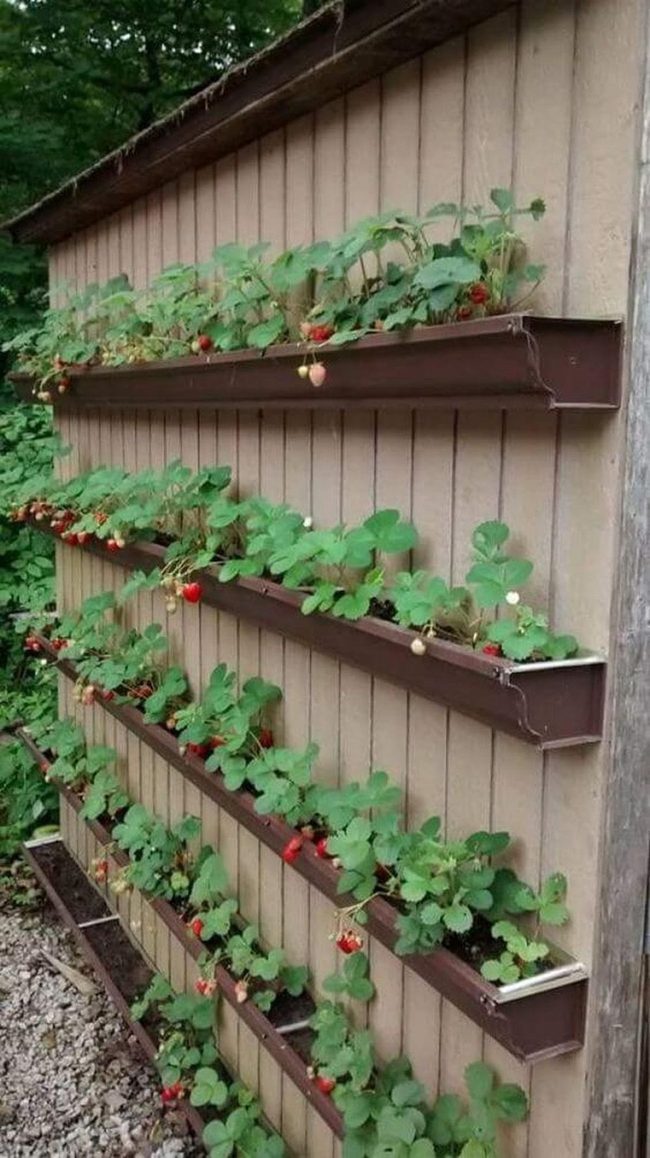 Cascading Red Strawberries On Tiered Wall