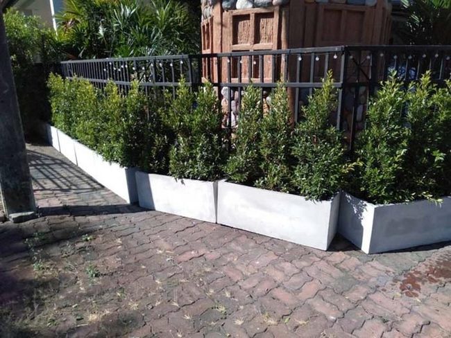 Living Green Wall Behind Fence