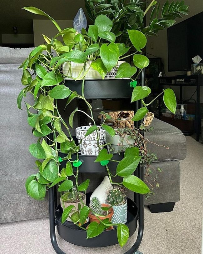 Cascading Pothos Vines Green Sculpture