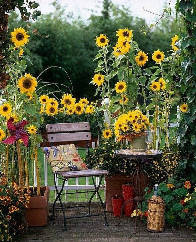 Golden Sunflowers Brighten Compact Balcony Spaces