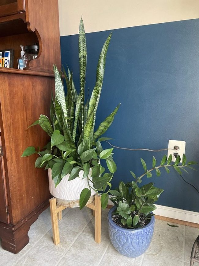 Upright Snake Plant With Cascading Pothos