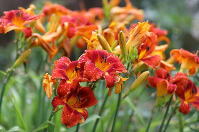 Golden Perennials For Everywhere