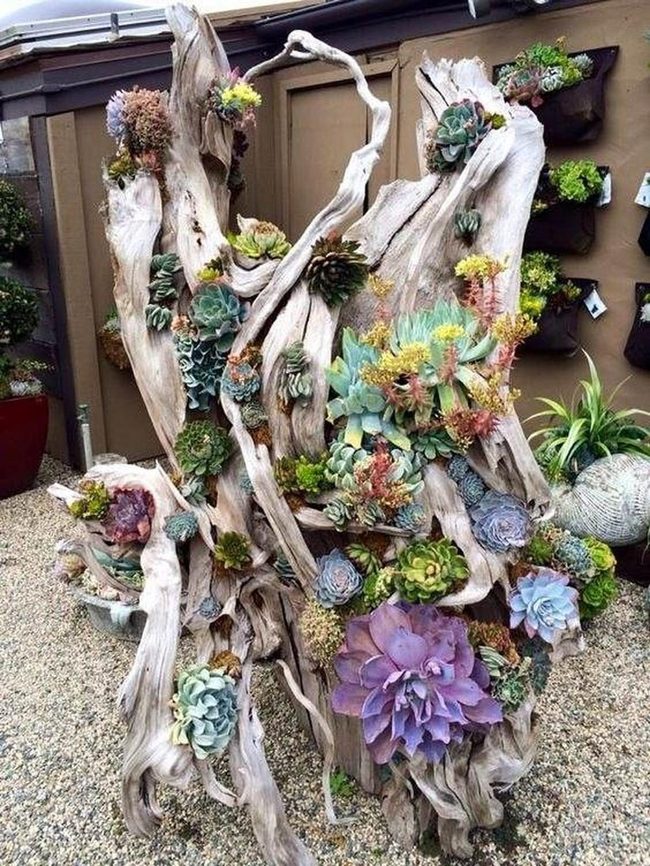 Living Succulent Wall Installation