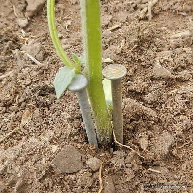 Nails Stop Cutworm Damage