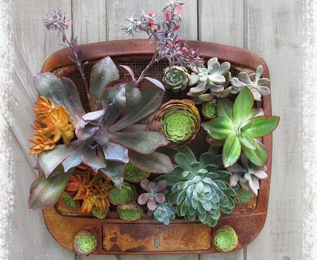 Vintage Tv Cabinet Succulent Garden