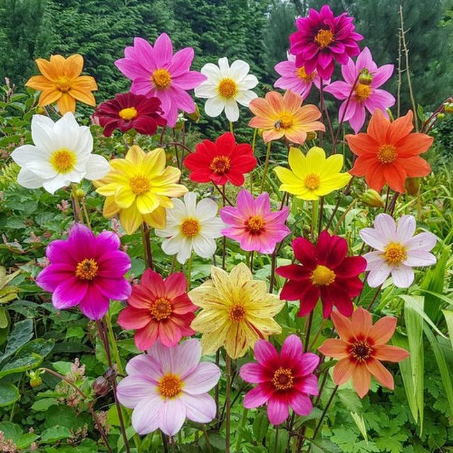 Open-Center Flowers Feed Local Bees