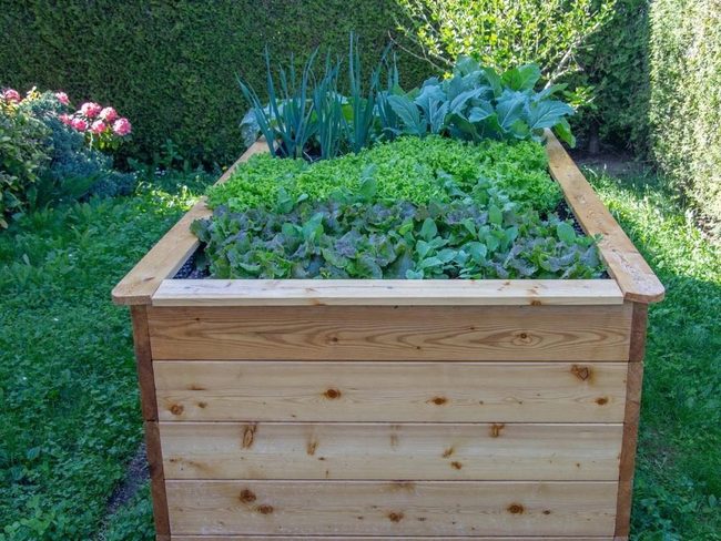 Organized Vegetable Beds For Abundant Harvest