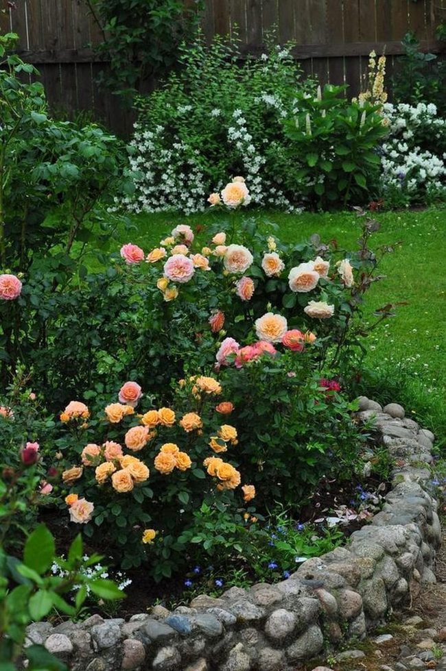 Pale Pink Roses Stone Garden