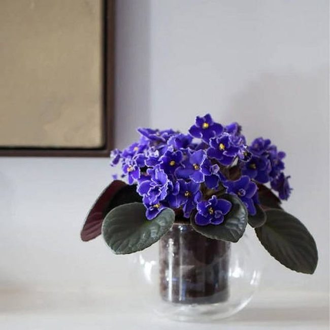 Clear Glass Bowls Elevate Violet Displays