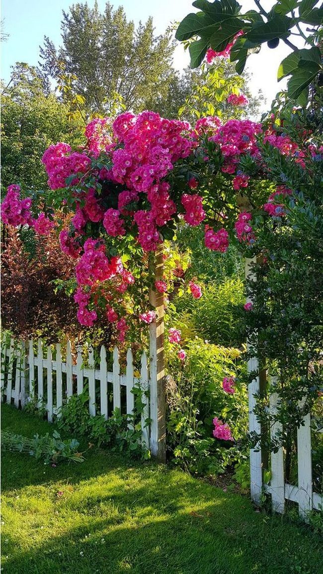 Blossoming Rose Garden Archway