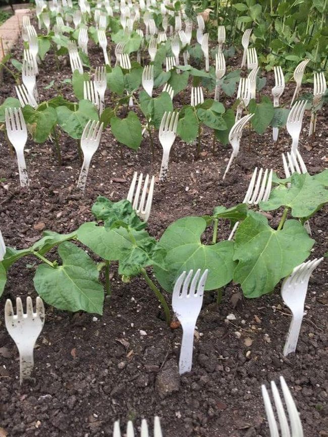 Forks Guard Garden Seedlings