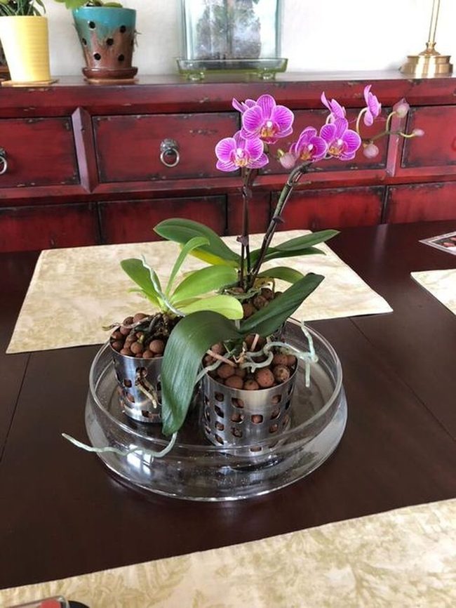 Clear Container Hydroponic Orchid System