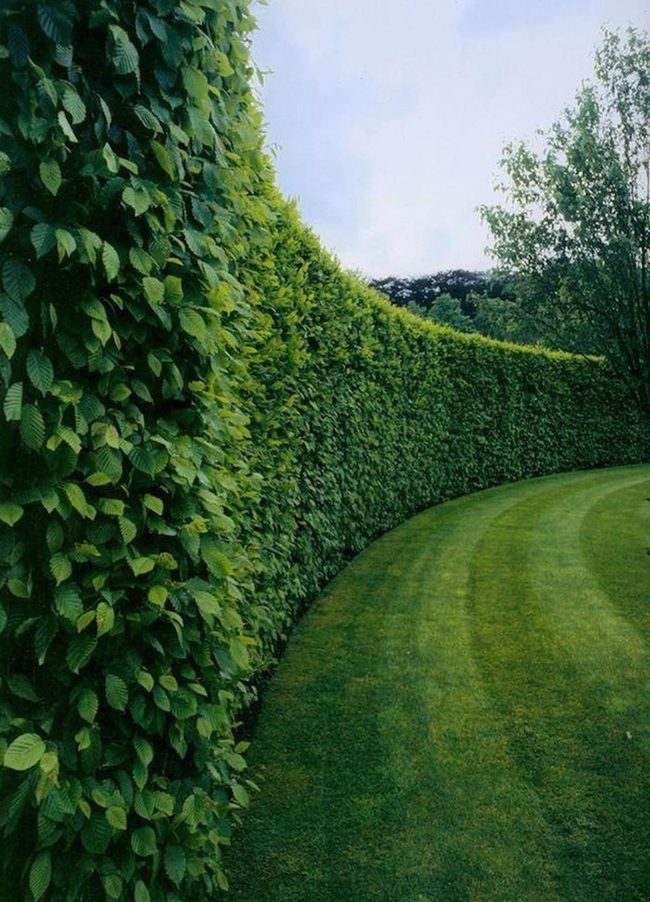 Manicured Green Sanctuary With Towering Trees