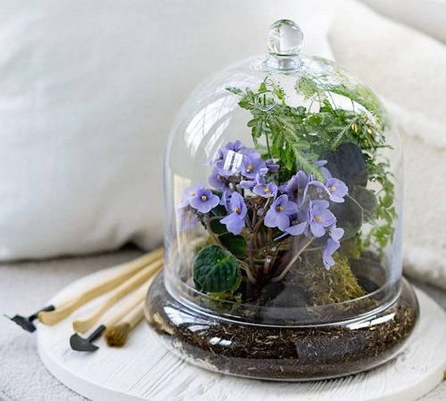 Glass Dome African Violet Gardens