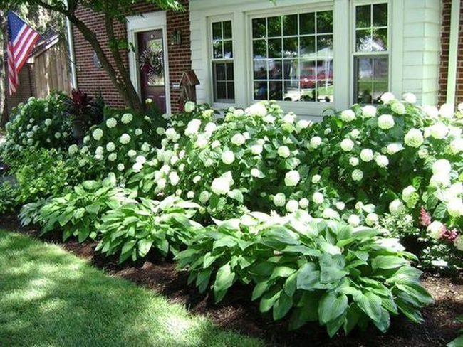 Blue Hydrangeas Over Green Hostas