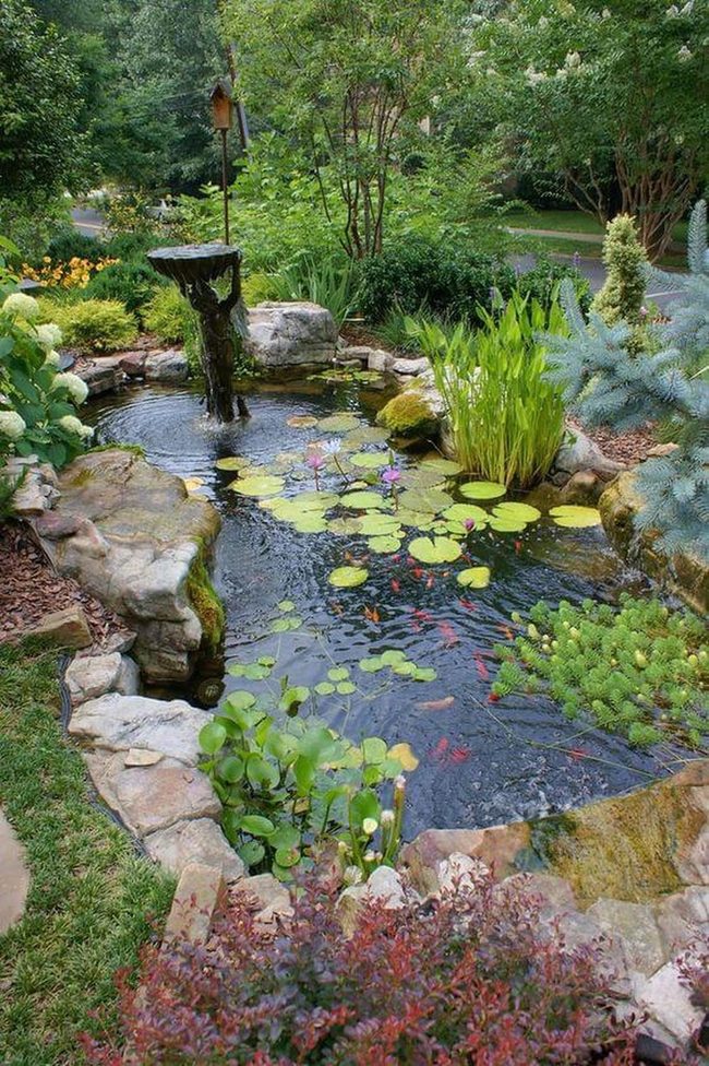 Koi Pond With Floating Lilies