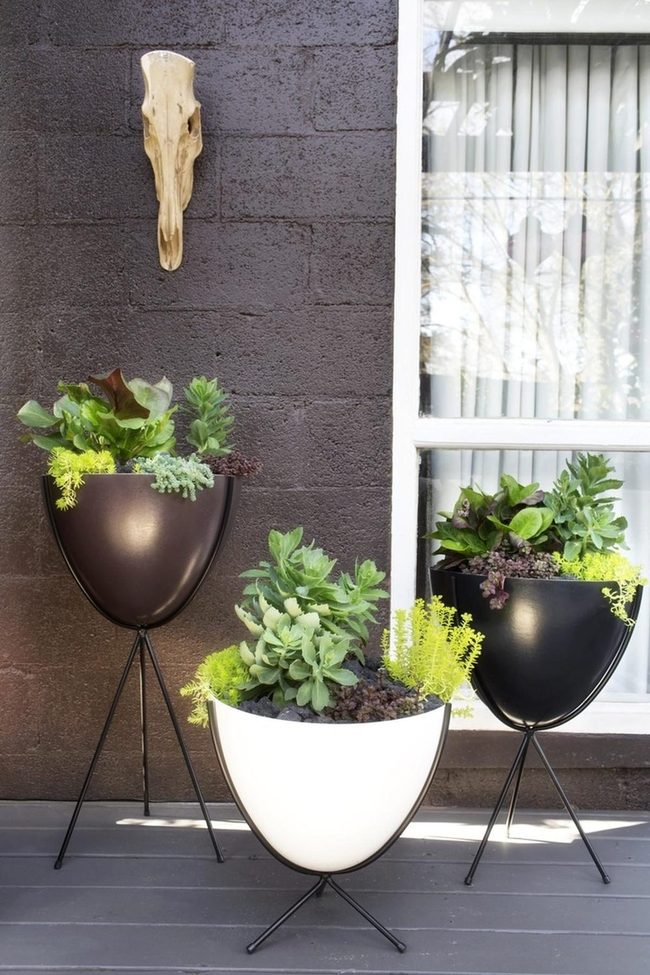 Black Legs, Green Succulents, Dark Brick