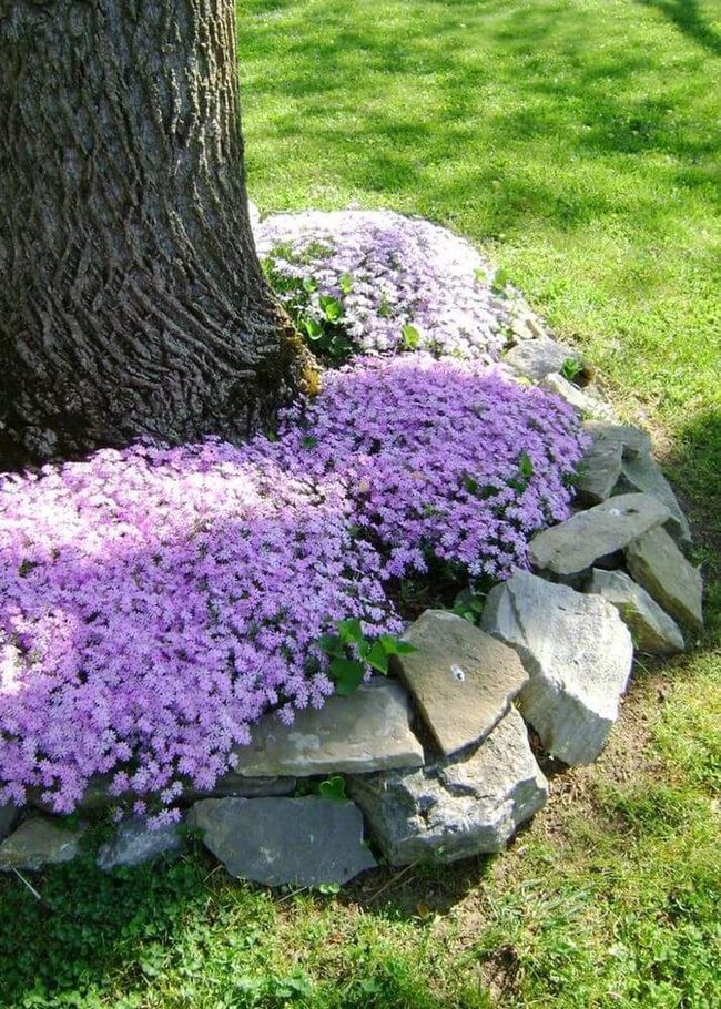 Bright Flowers Among Stacked Gray Stones