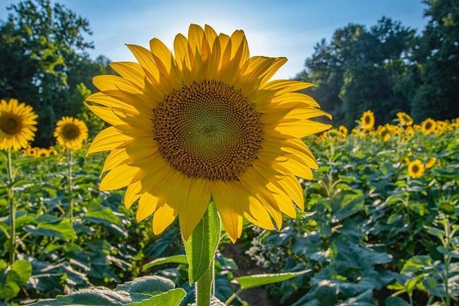 Tall Yellow Garden Backdrop