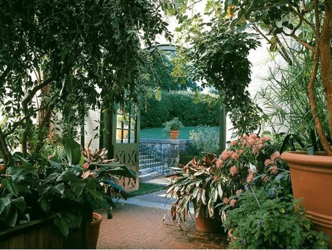 Green Leaves, Terracotta, Sunlit Garden
