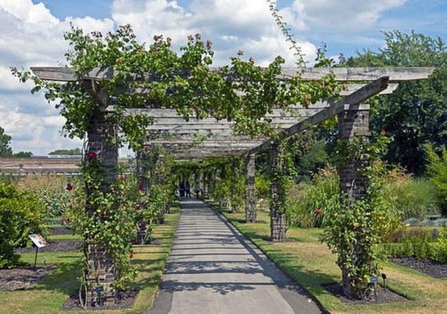 Green Vines Cascading Over Wooden Beams