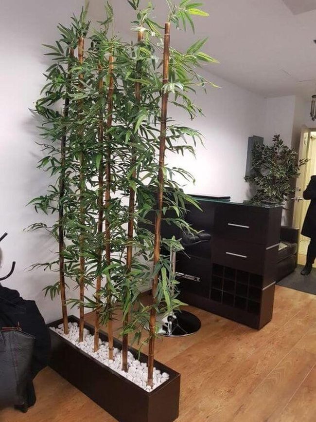 Tall Bamboo In Modern Planters
