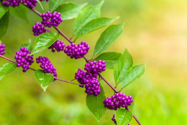 Purple Berries Under Oak Shade
