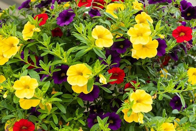Cool-Toned Calibrachoa Blooms Year-Round