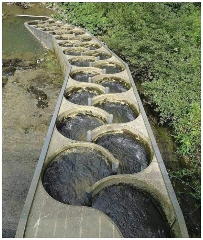 Living Water Channels Fish