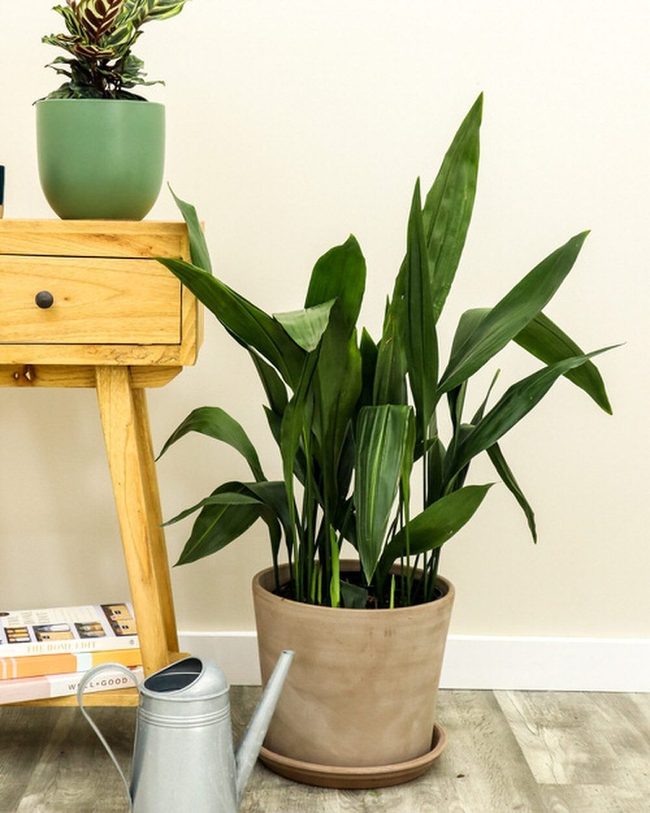 Green Plants On Warm Wood Stools