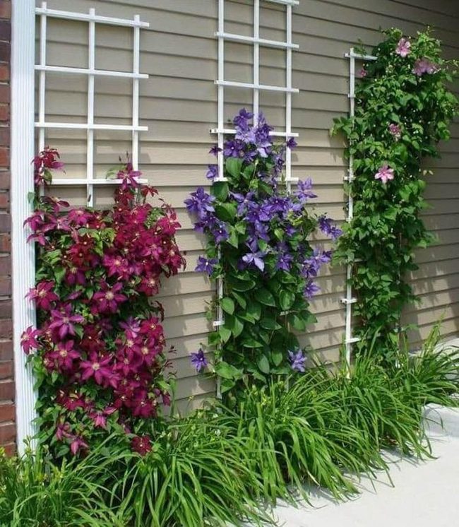 Flowering Vines Blanket Bare Walls
