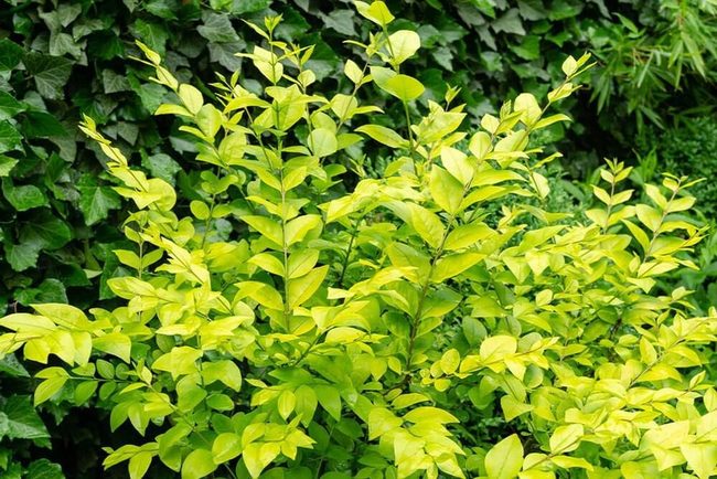 Golden Privet Yellow Leaves Garden